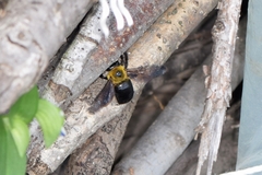Xylocopa appendiculata
