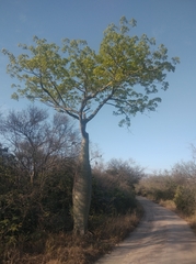 Ceiba