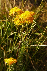 Jacobaea adonidifolia