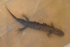 Triturus cristatus