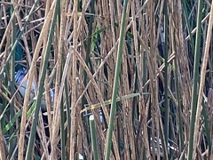 Schoenoplectus tabernaemontani