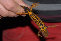 Triturus cristatus