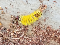 Lophocampa