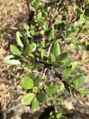 Rhamnus ilicifolia