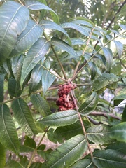 Rhus typhina