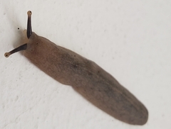 Veronicellidae