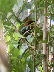 Electron platyrhynchum