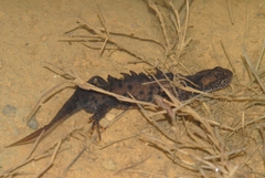 Triturus cristatus