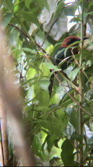 Electron platyrhynchum