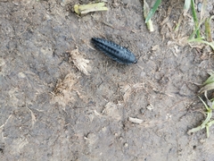 Silpha carinata