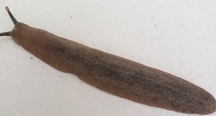 Veronicellidae