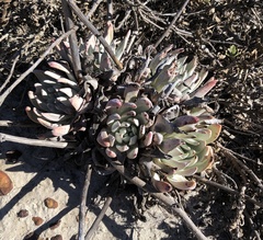 Dudleya greenei