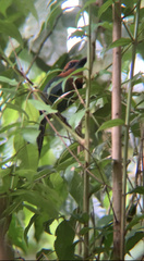 Electron platyrhynchum