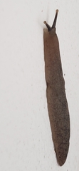 Veronicellidae