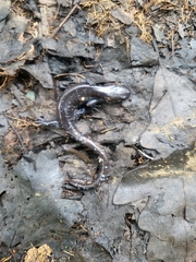 Ambystoma 'unisexual complex'