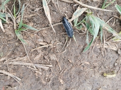 Silpha carinata