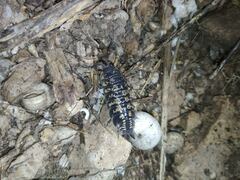 Porcellio ornatus
