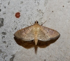 Herpetogramma licarsisalis