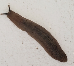 Veronicellidae
