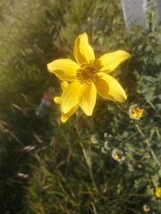 Bidens serrulata