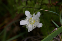 Parnassia cirrata intermedia