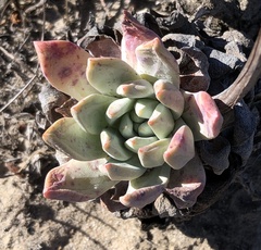Dudleya greenei