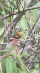 Ramphocelus passerinii