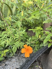 Tagetes