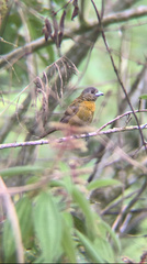 Ramphocelus passerinii