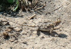 Agama aculeata aculeata