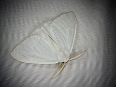 Arctornis chichibense