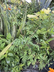 Tagetes