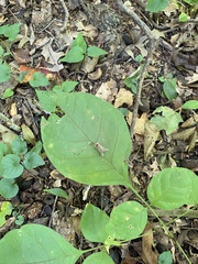 Fraxinus americana