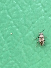 Nysius