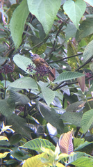 Ramphocelus passerinii