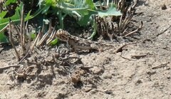 Agama aculeata aculeata