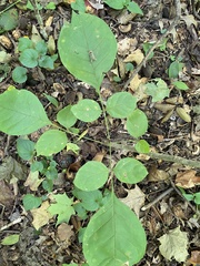 Fraxinus americana
