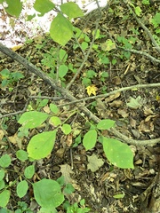 Fraxinus americana