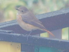 Phoenicurus phoenicurus