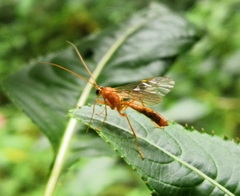 Therion circumflexum