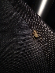 Metapocyrtus adspersus