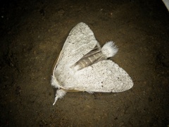 Cnethodonta grisescens