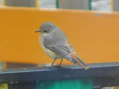 Phoenicurus phoenicurus