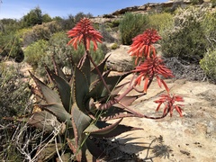 Aloe perfoliata