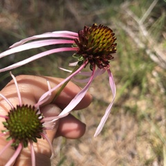 Echinacea sanguinea