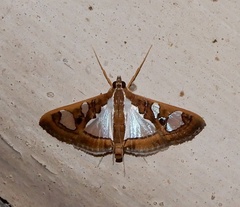 Glyphodes bivitralis