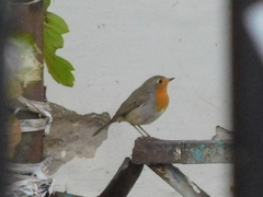 Erithacus rubecula