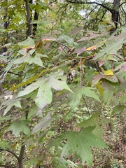 Liquidambar