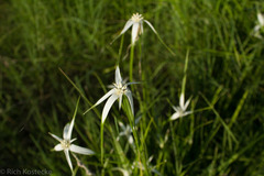 Rhynchospora colorata