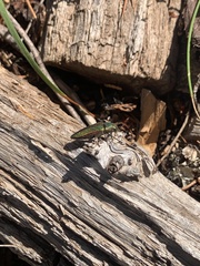 Buprestis aurulenta
